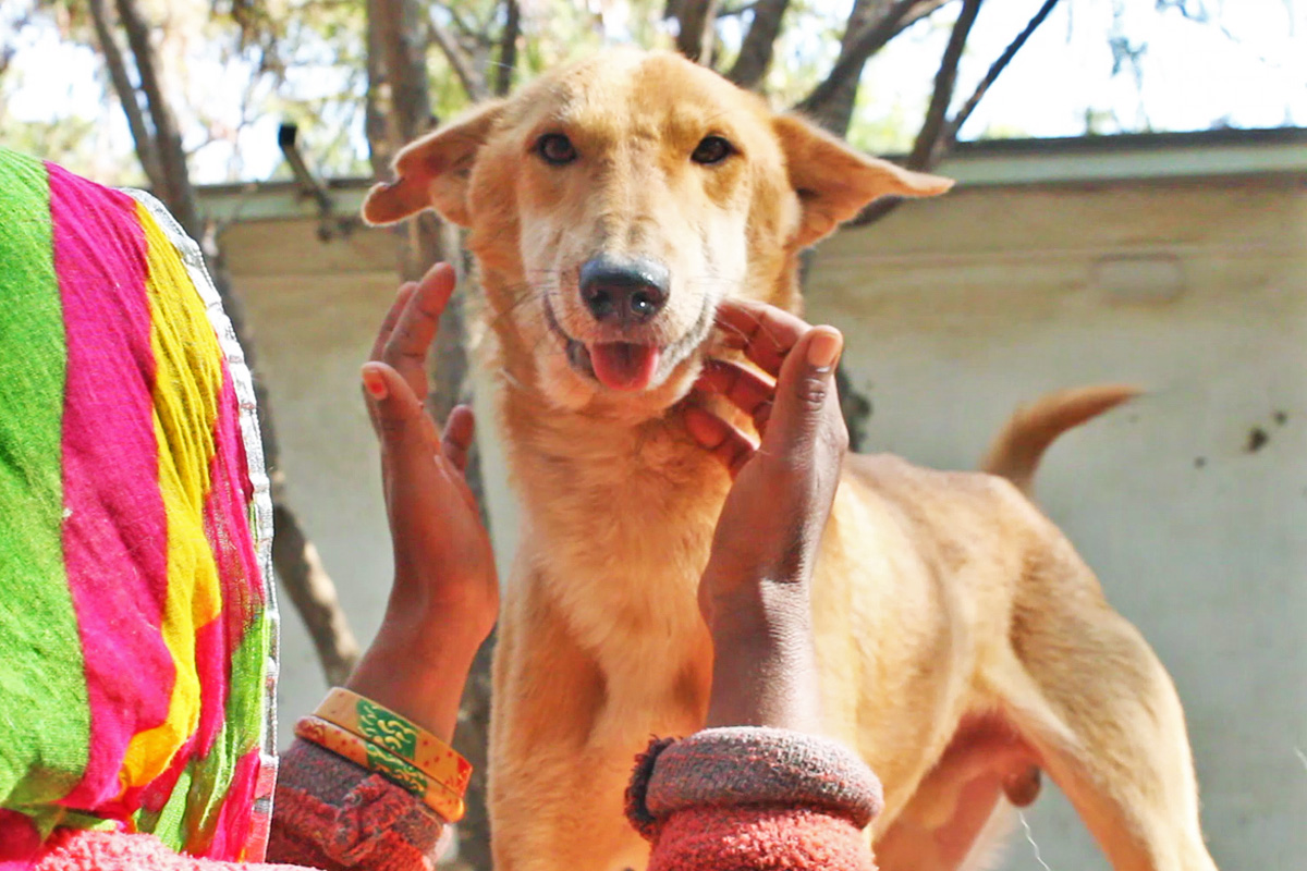 With jaw broken in two, sweetest dog pleads for help. - Animal Aid