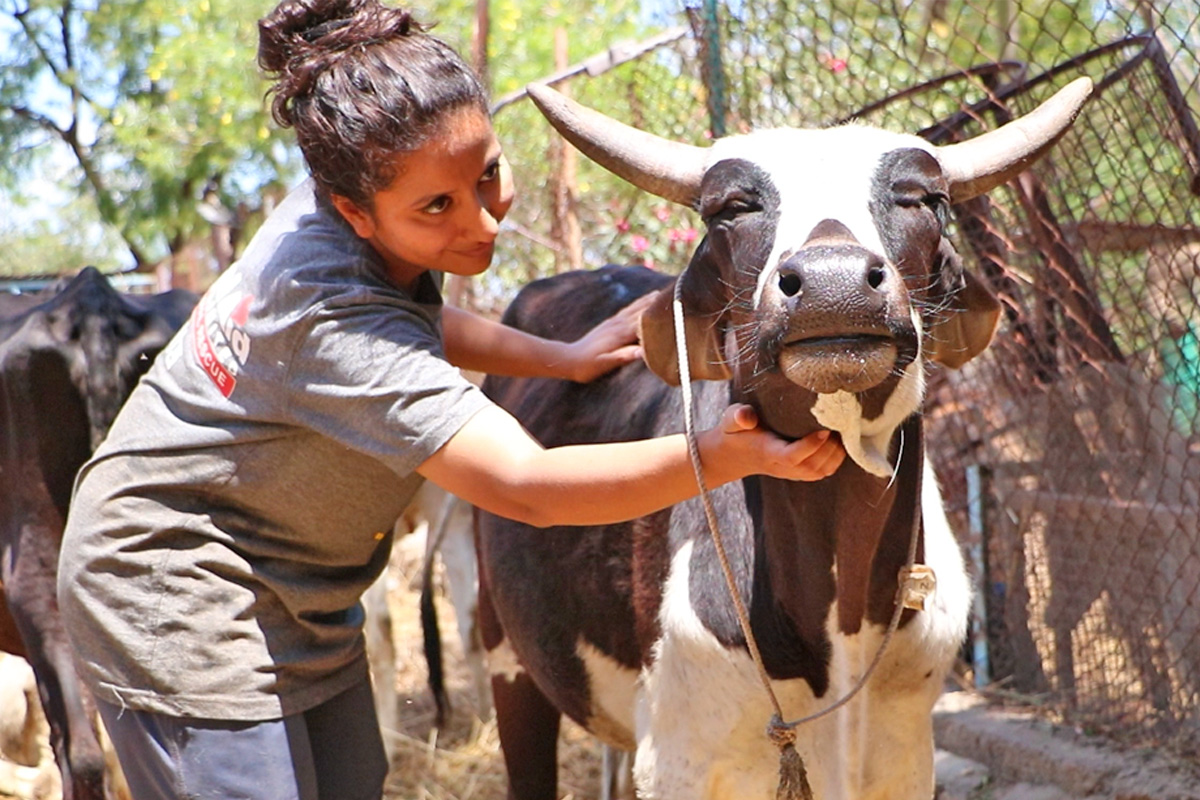 Loveable bull with horrible burn heals after months of hospital therapy.