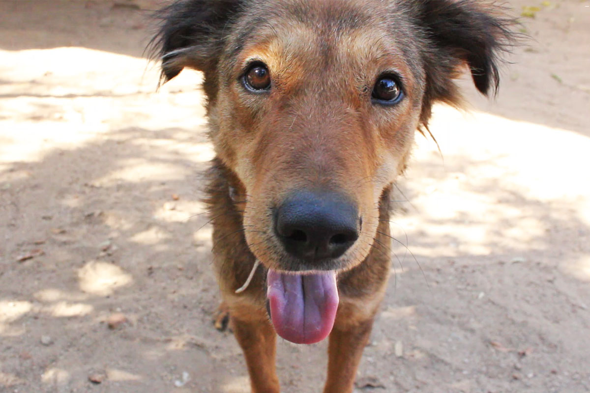 Paralyzed canine caught in sewage had no manner out. Meet Hopper these days!