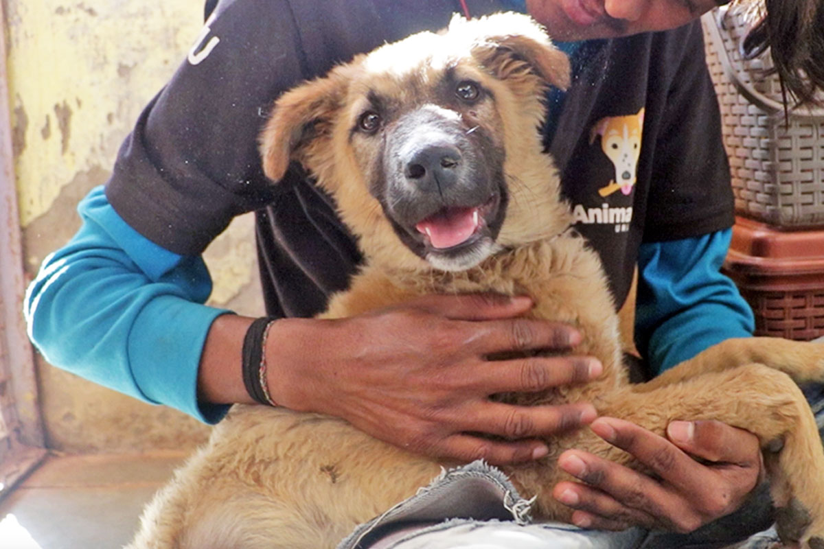 Slum pup hit by a car rescued, revived and returned home! - Animal ...